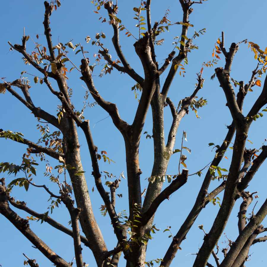 élagage d'un arbre à Bois d’Oingt