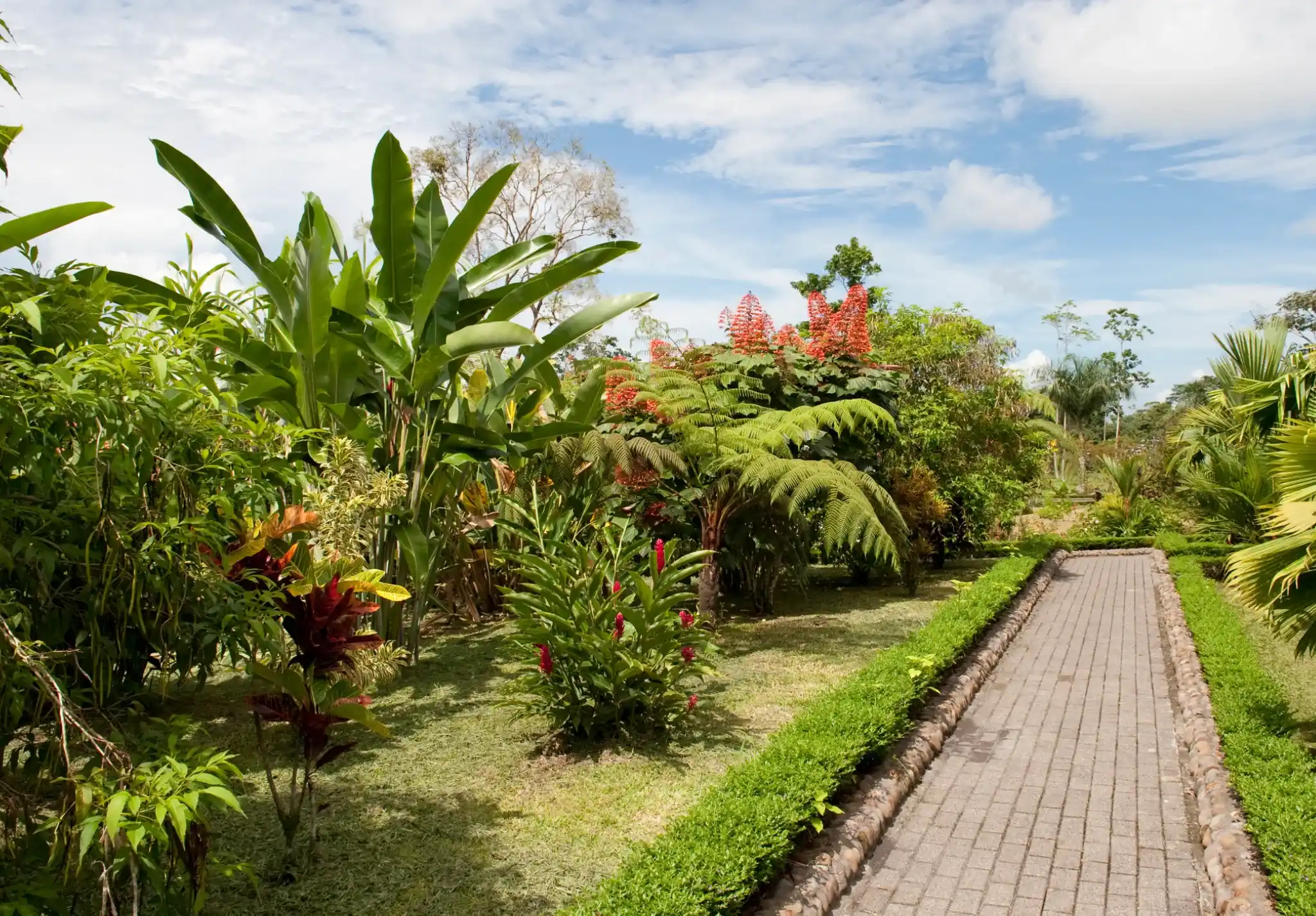 Plantation d'arbres