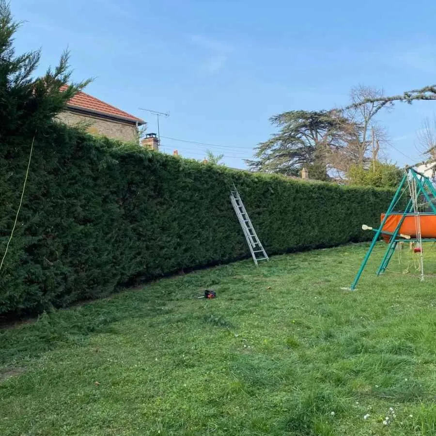 taille de haie à dommartin par notre paysagiste