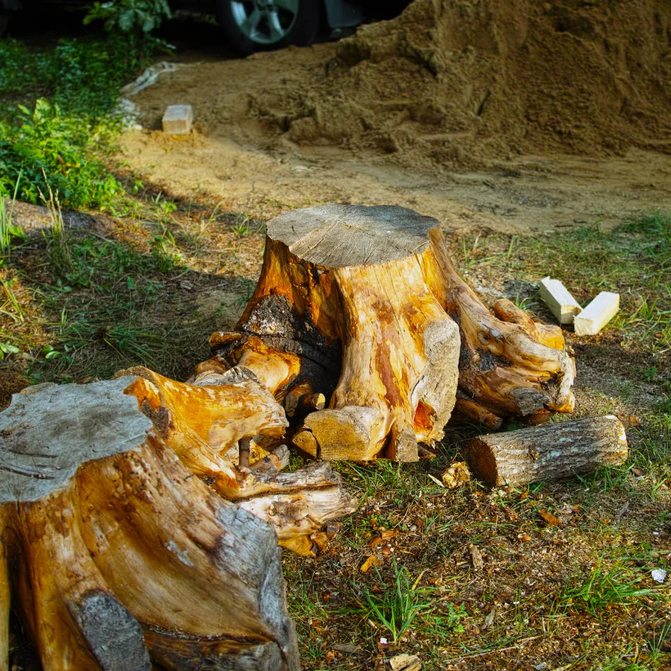 abattage d'un arbre à anse