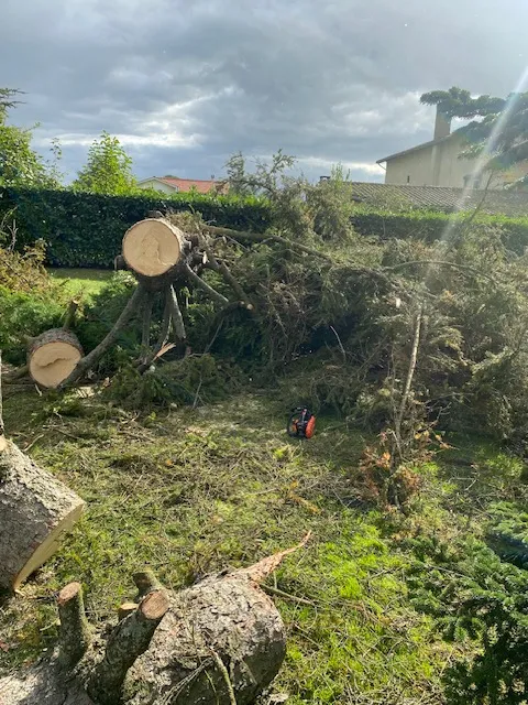 débroussaillage et abattage d'un arbre à l'arbresle