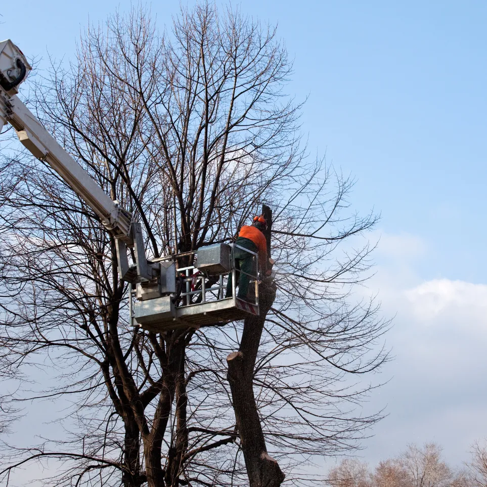 élagage d'arbre avec nacelle à l'arbresle