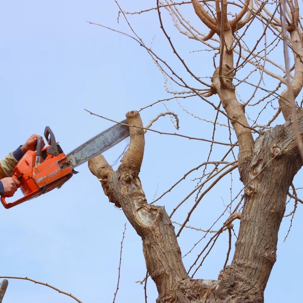 taille d'un arbre