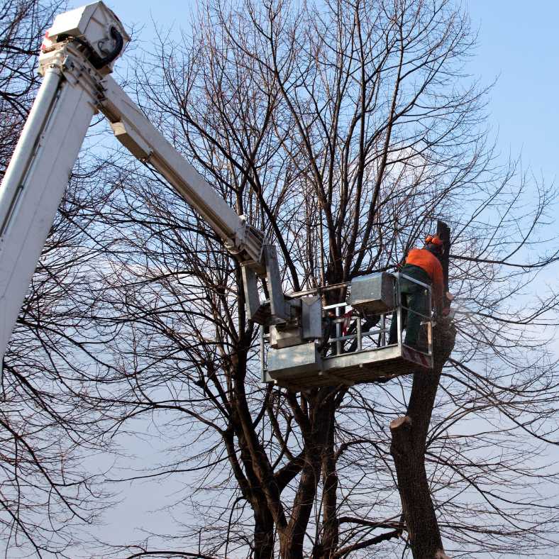 élagage d'arbre Lamure sur Azergues
