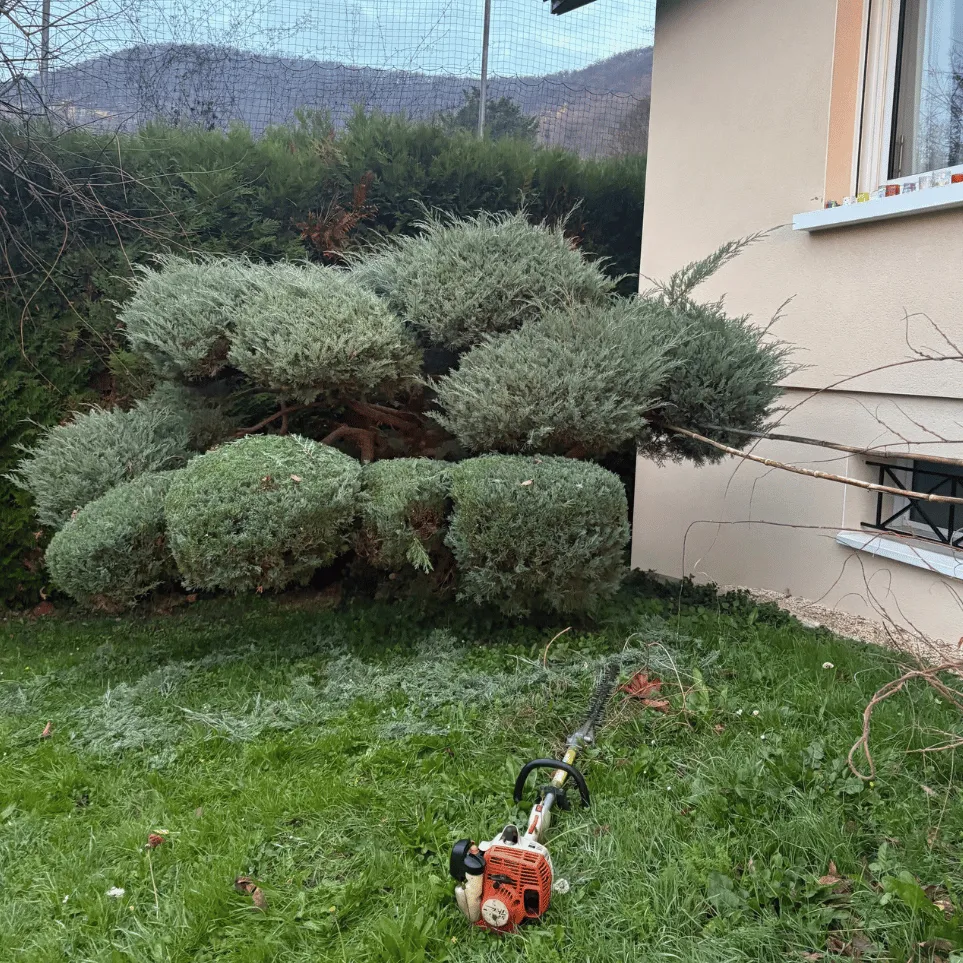 Arbre avant la taille