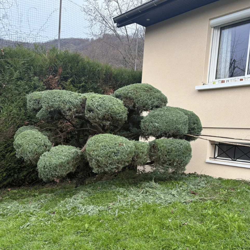 Arbre taillé
