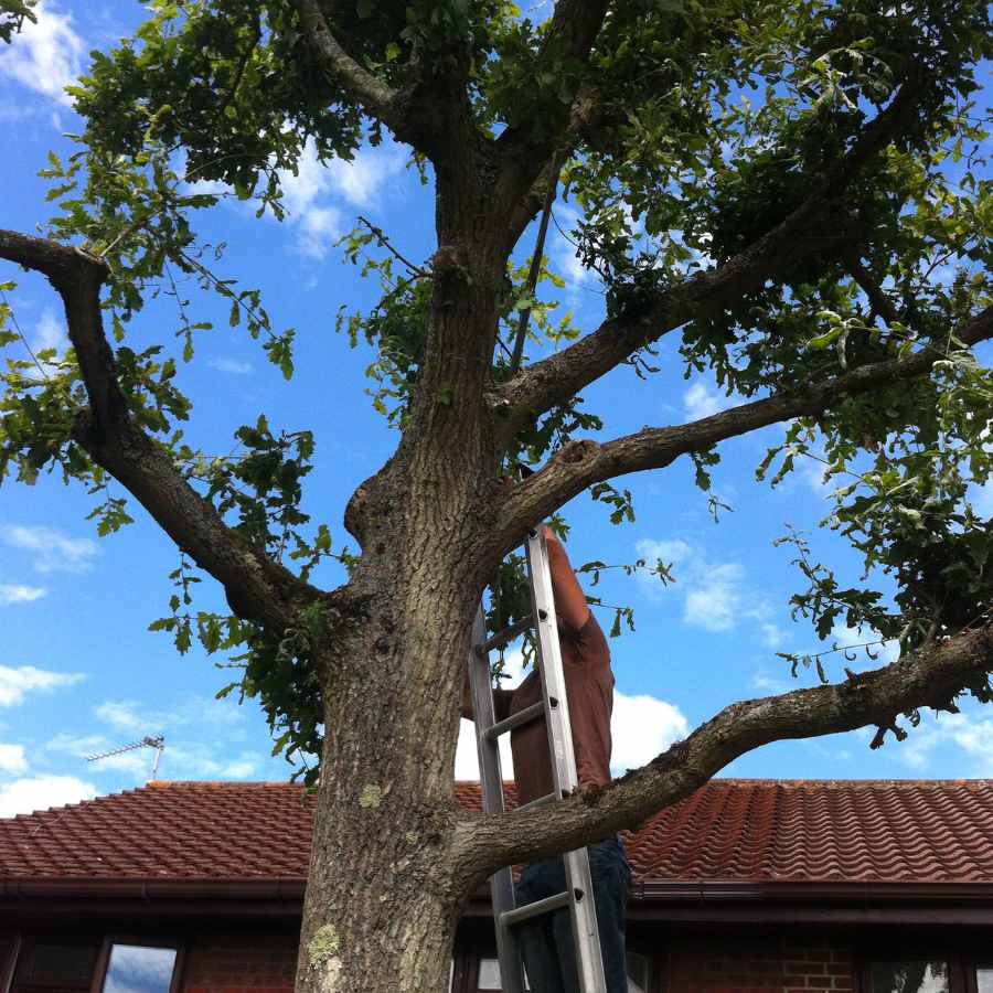 Travaux d’élagage à Lozanne